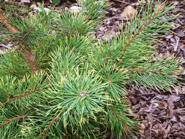 Pinus sylvestris 'Candlelight'