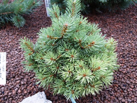 Pinus sylvestris 'Doone Valley'