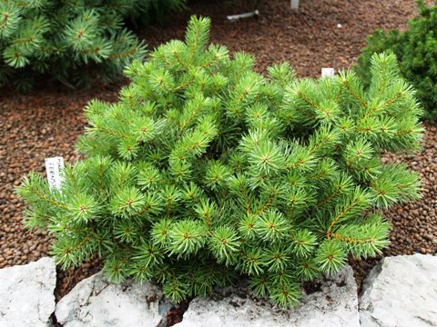 Pinus sylvestris 'Fernsham'