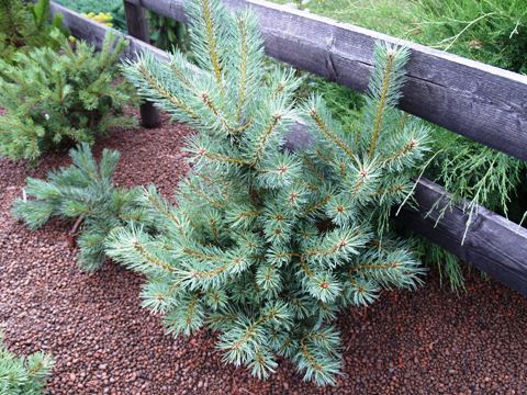 Pinus sylvestris 'Hibernia'