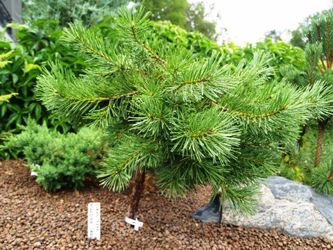 Pinus sylvestris 'Hillside Creeper'