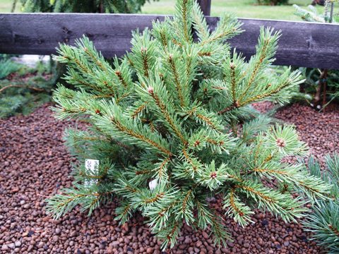 Pinus sylvestris 'John Boy'