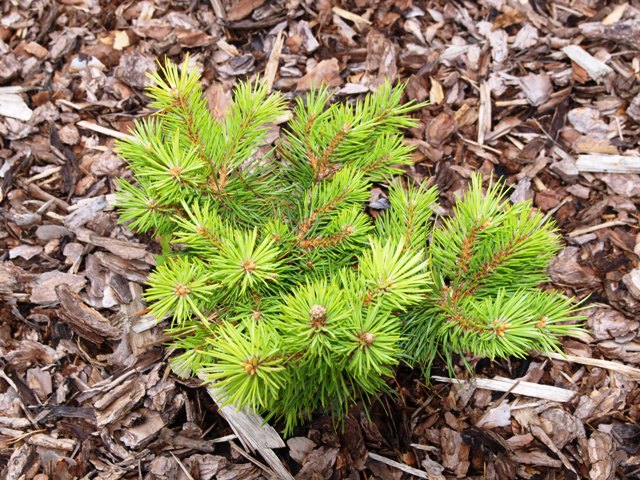 Pinus sylvestris 'Yang'