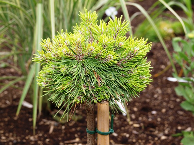 Pinus mugo 'Artemis'