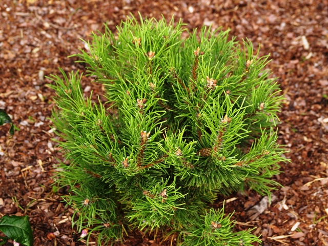 Pinus mugo 'Bochnik'