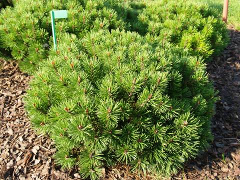 Pinus mugo 'Compacta'