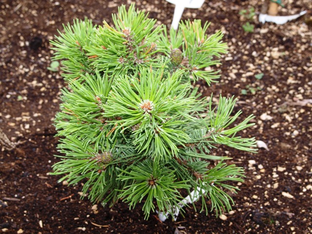 Pinus mugo 'Kleopatra'