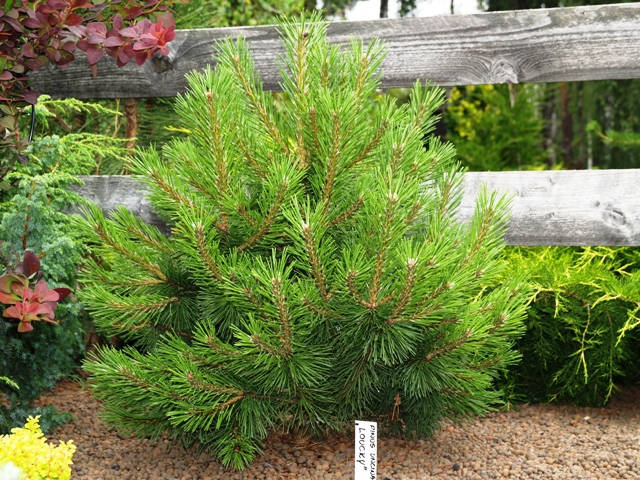 Pinus mugo 'Loucky'