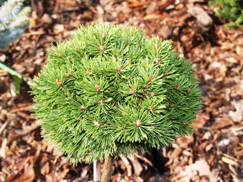Pinus mugo 'San Sebastian'