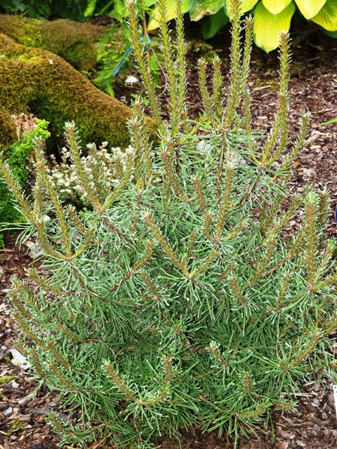 Pinus uncinata 'Taiga'
