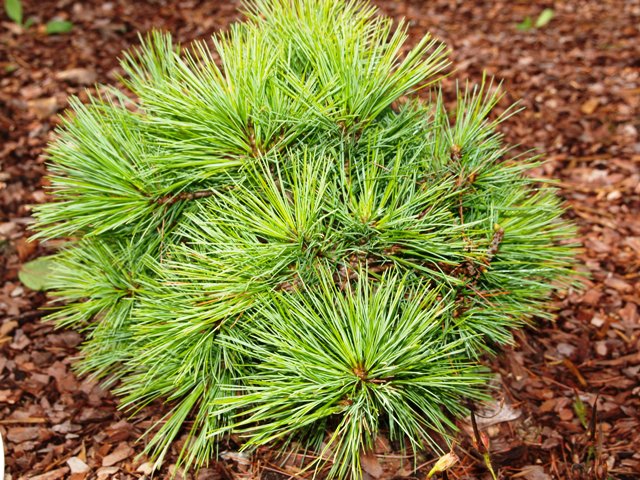 Pinus wallichiana 'Nana Compacta'
