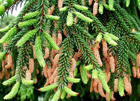 Picea orientalis 