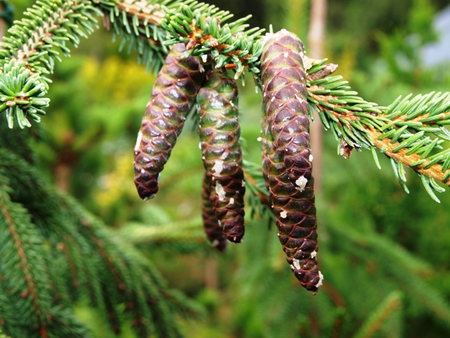 Picea orientalis 