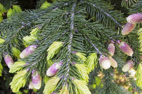 Picea wilsonii 