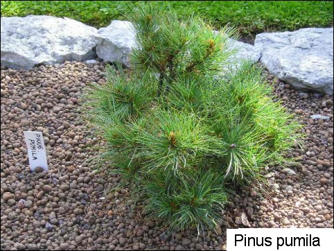 Pinus pumila 