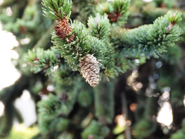 Pinus aristata 