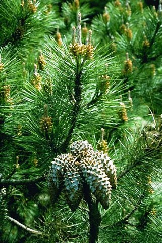 Pinus attenuata 