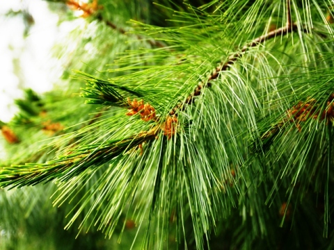 Pinus ayacahuite 