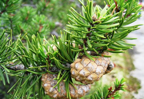 Pinus banksiana 