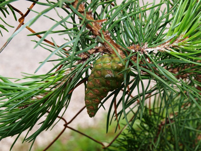 Pinus banksiana 
