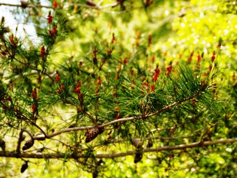 Pinus brutia 