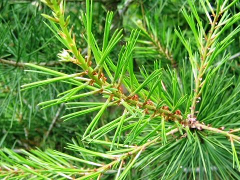 Pinus bungeana 