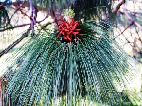 Pinus devoniana 