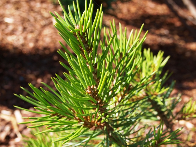 Pinus edulis 