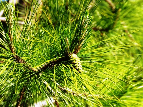 Pinus elliottii 