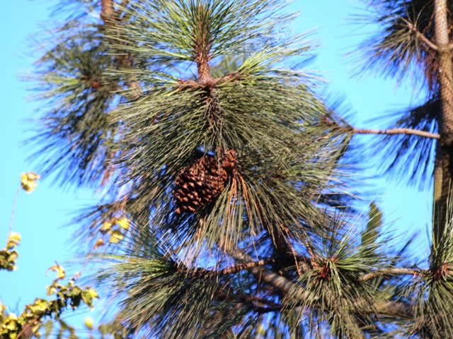 Pinus jeffreyi 