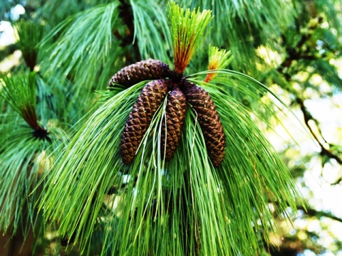 Pinus montezumae 