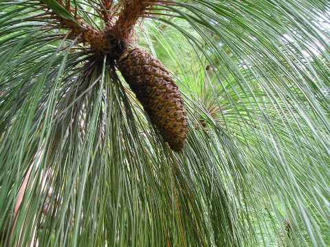 Pinus montezumae 