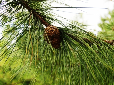 Pinus oocarpa 