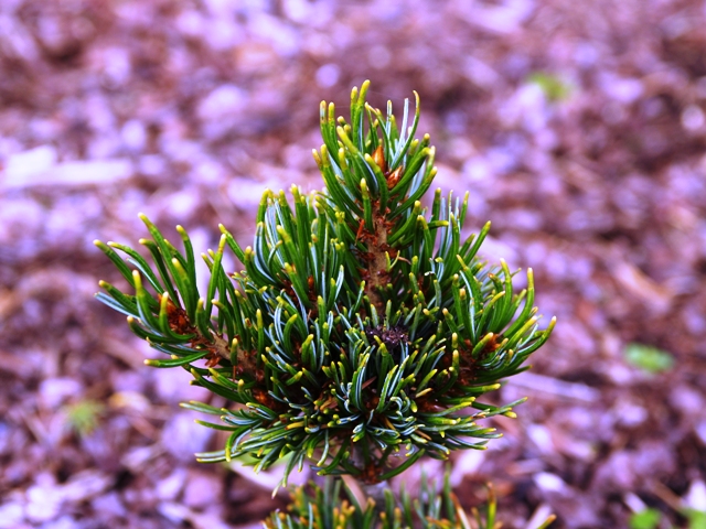 Pinus parviflora 'var. pentaphylla'