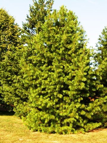 Pinus peuce 