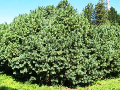 Pinus pumila 