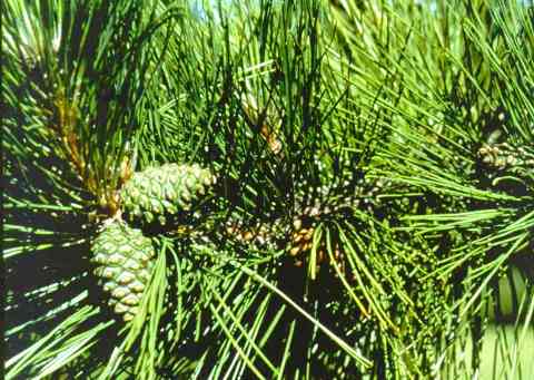 Pinus resinosa 