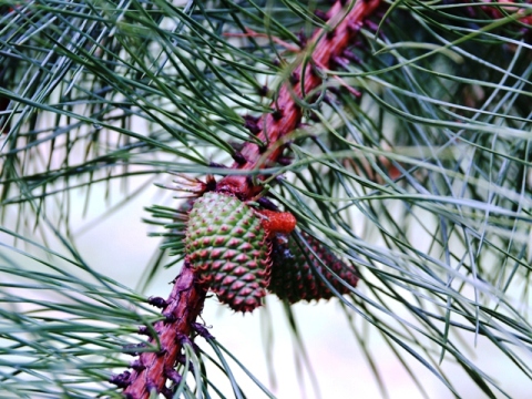 Pinus rigida 