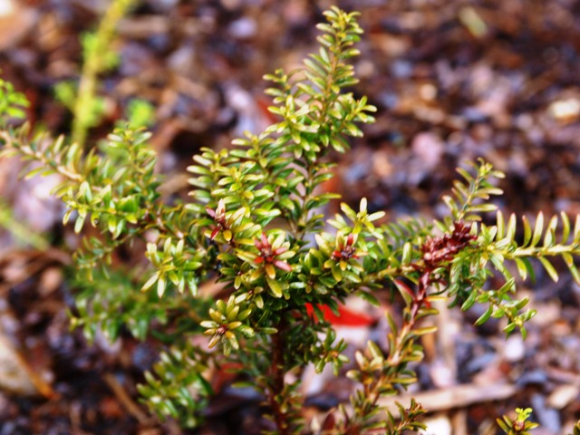 Podocarpus cunninghamii 'Roro'