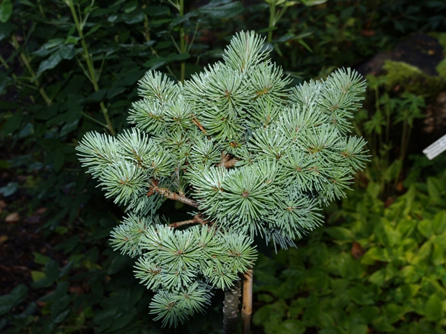 Pseudotsuga menziesii 'Bila Lhota'