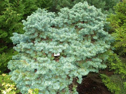 Pseudotsuga menziesii 'Fletcheri'