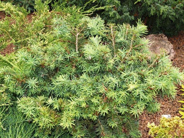 Pseudotsuga menziesii 'Holmstrup'