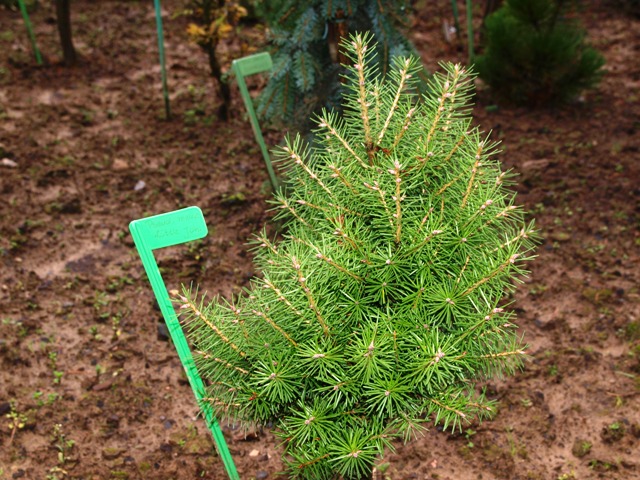 Pseudotsuga menziesii 'Little Jon'