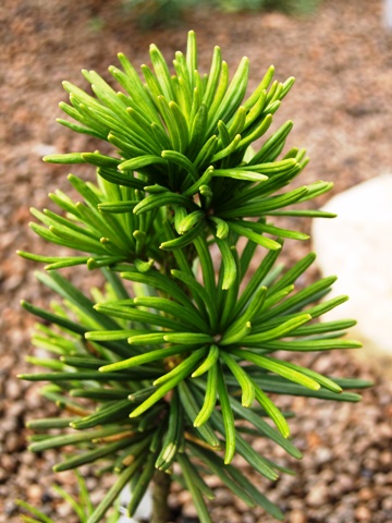 Sciadopitys verticillata 'Sternschnuppe'