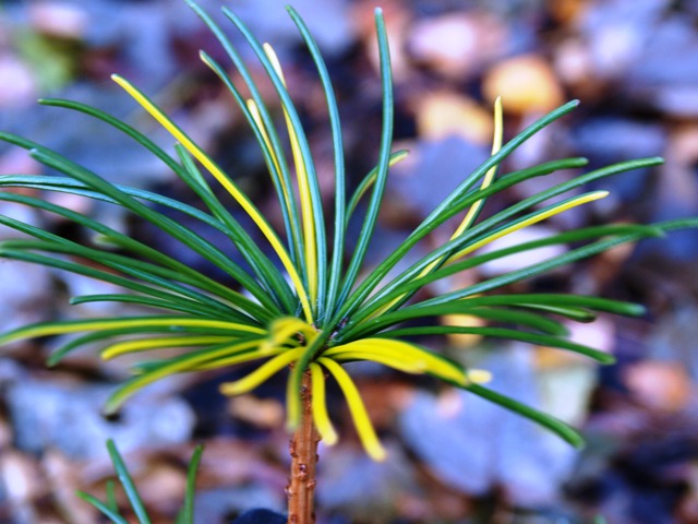 Sciadopitys verticillata 'Variegated'