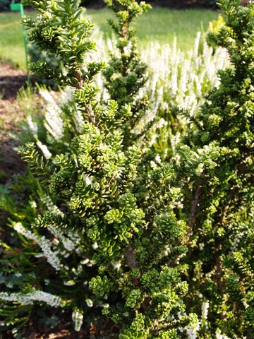 Taxus baccata 'Amersfoort'