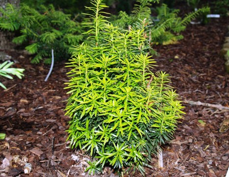Taxus baccata 'Icicle'