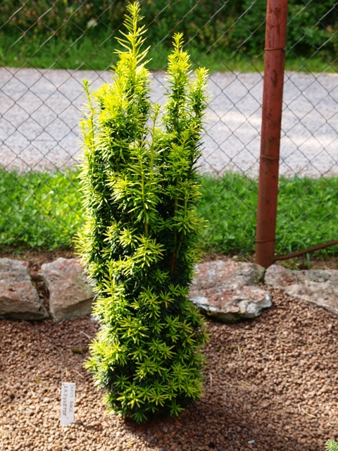 Taxus baccata 'Krzysztof'