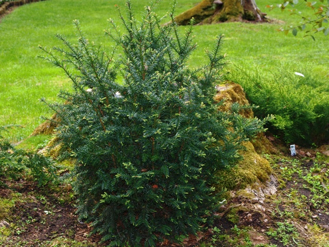 Taxus baccata 'Schwarzer Giant'