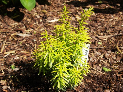 Taxus baccata 'White Pillar'